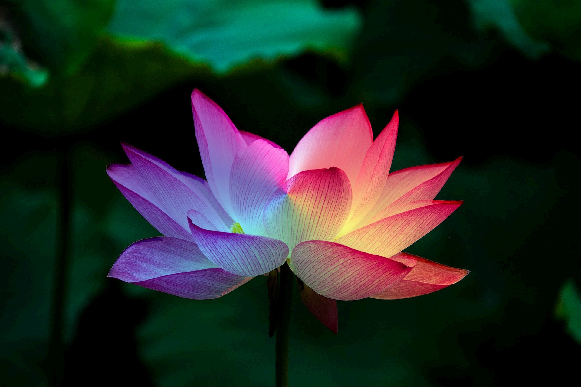 lotus-flower-g46a0597bd_1920